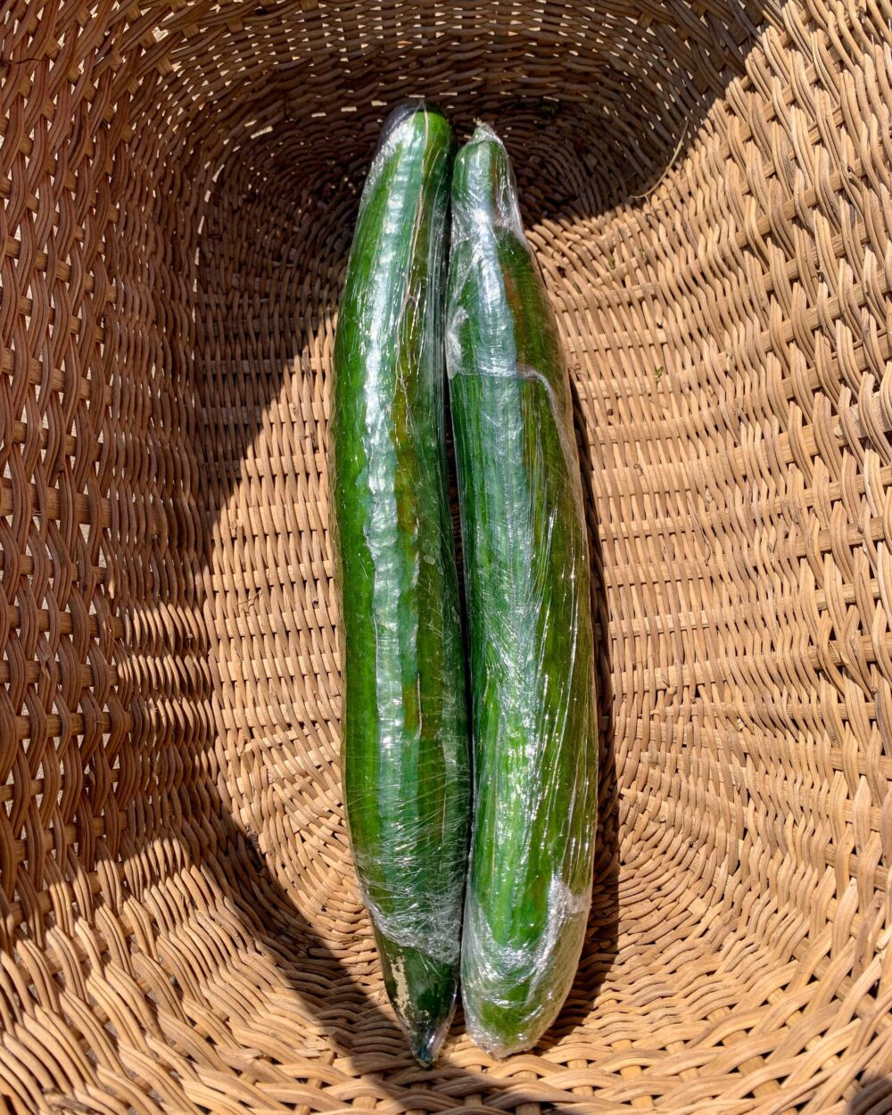 ENGLISH CUCUMBER