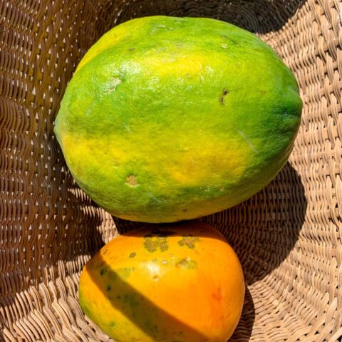 image7 PAWPAW