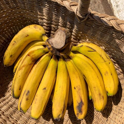 image8 BANANA