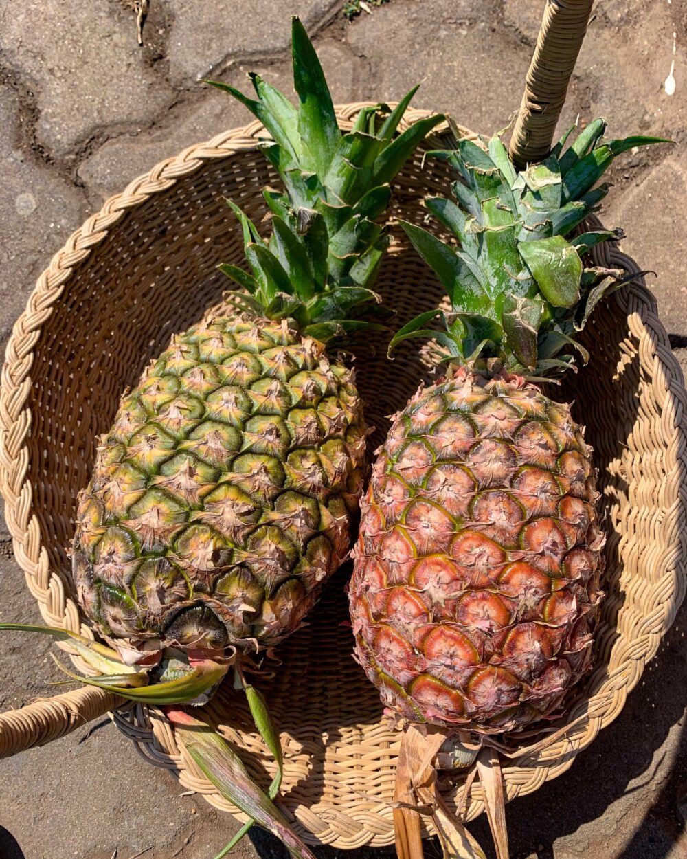 PINE APPLE