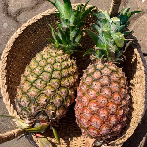 image9 PINE APPLE