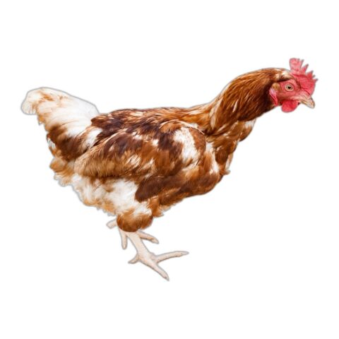 live_Chicken_red_in_color_98 Chicken