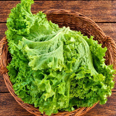 Codex Image Sep 16, 2026, 04_47_20 PM Lettuce