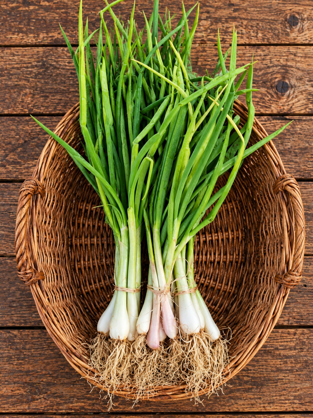 Codex Image Sep 16, 2026, 04_48_28 PM Spring onion