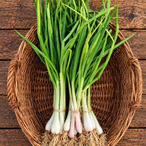 Codex Image Sep 16, 2026, 04_48_28 PM Spring onion