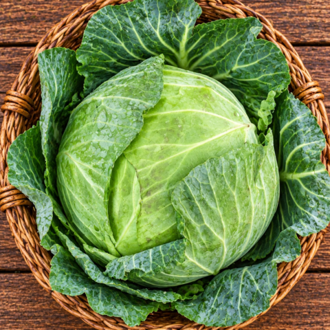 Codex Image Sep 16, 2026, 05_25_13 PM Cabbage