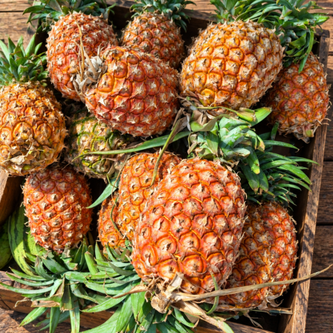 Codex Image Sep 16, 2026, 05_36_06 PM Pineapples