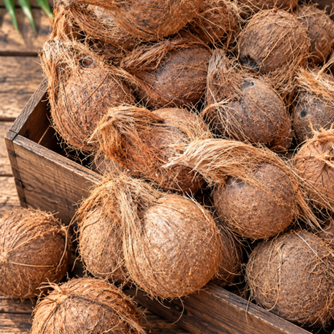 Codex Image Sep 16, 2026, 05_42_52 PM Coconut