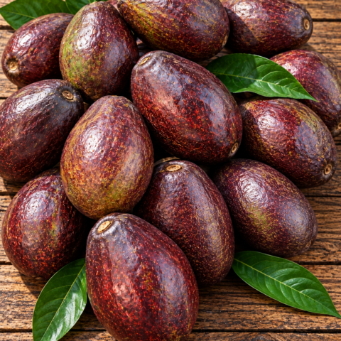Codex Image Sep 17, 2026, 08_30_28 AM Avocado
