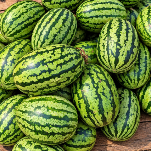 Codex Image Sep 17, 2026, 08_43_03 AM Watermelon